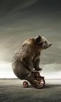 pic for Bear On Bicicle